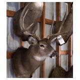 8 point Symmetric Whitetail Deer Head Mount