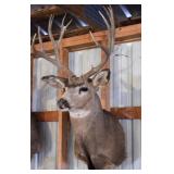 10 point Asymmetric Whitetail Deer Head Mount