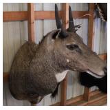 Spike Horn Head Mount