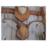 7 point Asymmetric Whitetail Deer Antler Mount