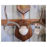 5 point Asymmetric Whitetail Deer Antler Mount