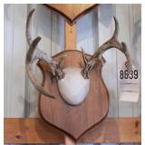 10 point Asymmetric Whitetail Deer Antler Mount