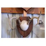 6 point Symmetric Whitetail Deer Antler Mount