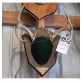 8 point Symmetric Whitetail Deer Antler Mount