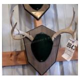 6 point Symmetric Whitetail Deer Antler Mount