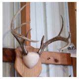 8 point Asymmetric Whitetail Deer Antler Mount