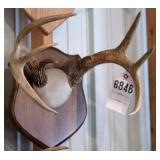 12 point Symmetric Whitetail Deer Antler Mount