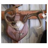 7 point Asymmetric Whitetail Deer Antler Mount