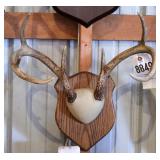 7 point Asymmetric Whitetail Deer Antler Mount