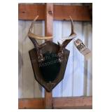 6 point Symmetric Whitetail Deer Antler Mount
