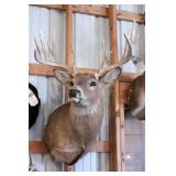 14 point Asymmetric Whitetail Deer Head Mount