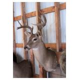 10 point Symmetric Whitetail Deer Head Mount