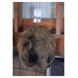 Brown & Black Spotted Boar