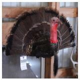 Turkey Head & Plumage Mount