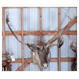 Caribou Head Mount