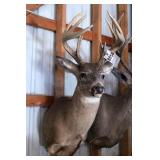 12 point Symmetric Whitetail Deer Head Mount