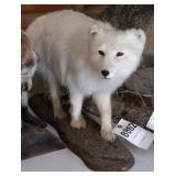 Arctic Fox Mount