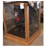 Turkey Mount in Oak Display Case