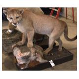 Mountain Lion on Rocks Mount