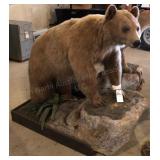 "Blonde Phase" Black Bear on Rocks Mount