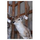 Deer Head Mount