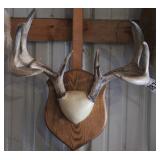 9 point Asymmetric Whitetail Deer Antler Mount