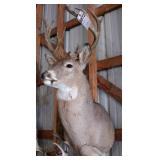 11 point Asymmetric Whitetail Deer Head Mount