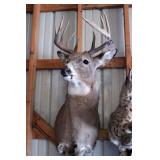 11 point Asymmetric Whitetail Deer Head Mount