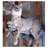 Bobcat on a Branch Mount
