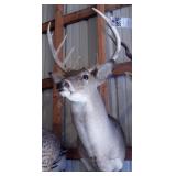 10 point Symmetric Whitetail Deer Head Mount