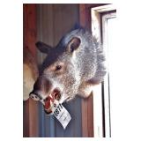 Brown w/ Black Spots Boar