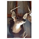 10 point Asymmetric Whitetail Deer Head Mount