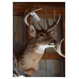 7 point Asymmetric Whitetail Deer Head Mount