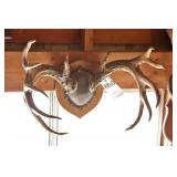 15 point Asymmetric Whitetail Deer Antler Mount