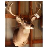 10 point Asymmetric Whitetail Deer Head Mount