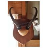 Antelope Antler Mount
