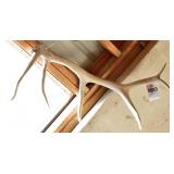 Single 6 point Elk Antler