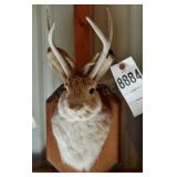 4 point Jackelope Head Mount