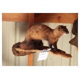 Mink on Log Full Mount