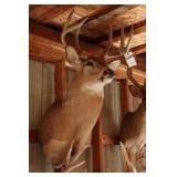 10 point Asymmetric Whitetail Deer Head Mount