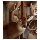 8 point Symmetric Whitetail Deer Head Mount