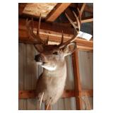 10 point Asymmetric Whitetail Deer Head Mount