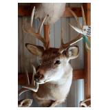 12 point Asymmetric Whitetail Deer Head Mount