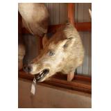 Brown & Black Spotted Boar