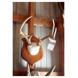 7 point Asymmetric Whitetail Deer Antler Mount