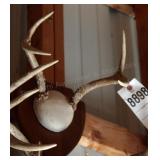 4 point Symmetric Whitetail Deer Antler Mount