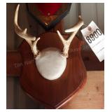 5 point Asymmetric Whitetail Deer Antler Mount