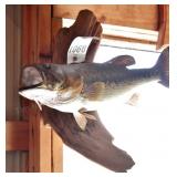 Large Mouth Bass Fish Mount
