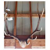 11 point Asymmetric Antler Mount
