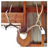 10 point Symmetric Whitetail Deer Antler Mount